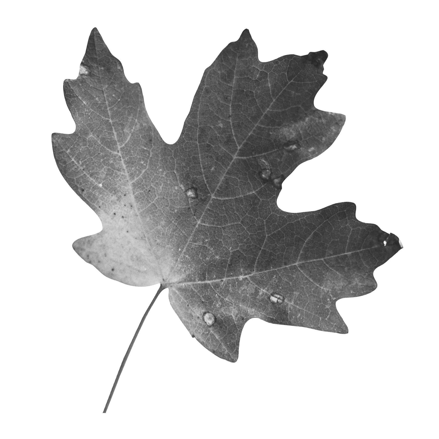 a maple leaf