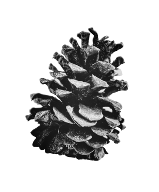 Home | Maritime Forest Accord